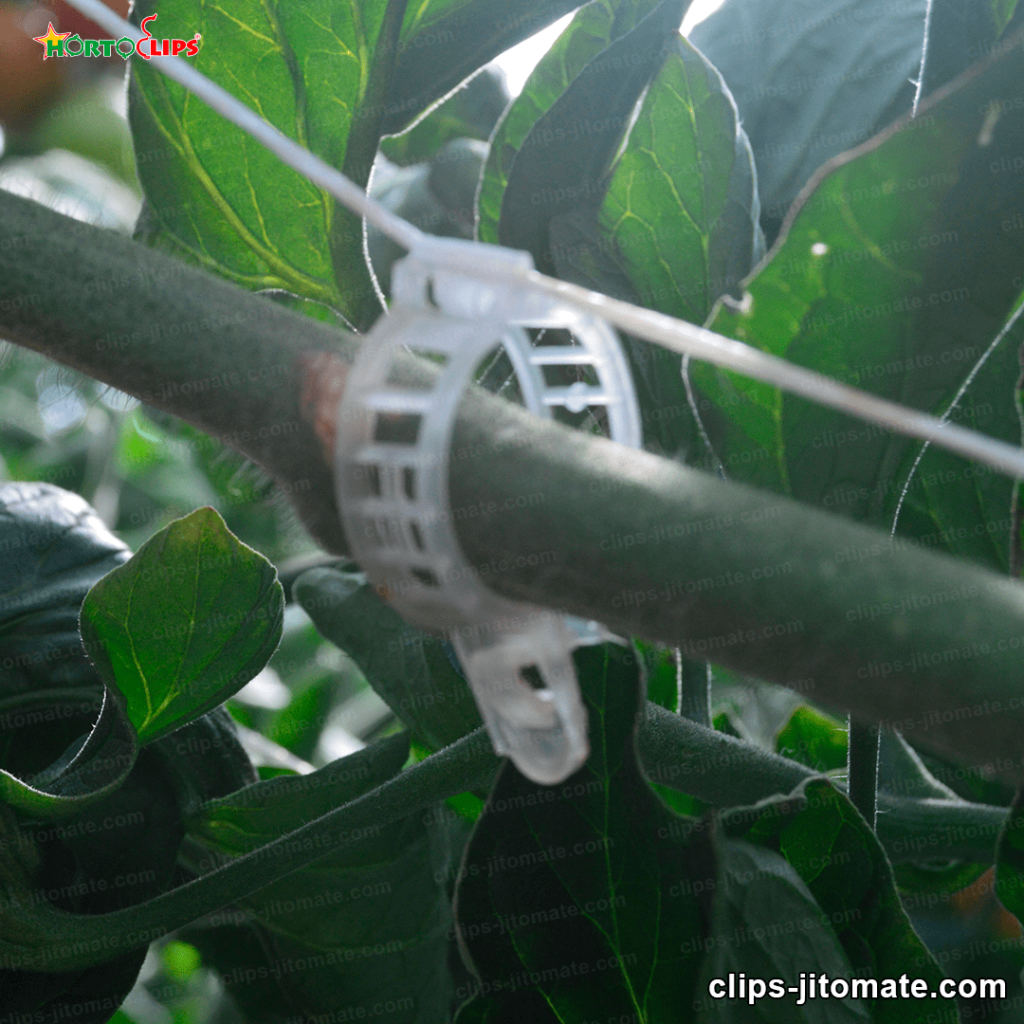 Anillos plásticos para planta de tomate 