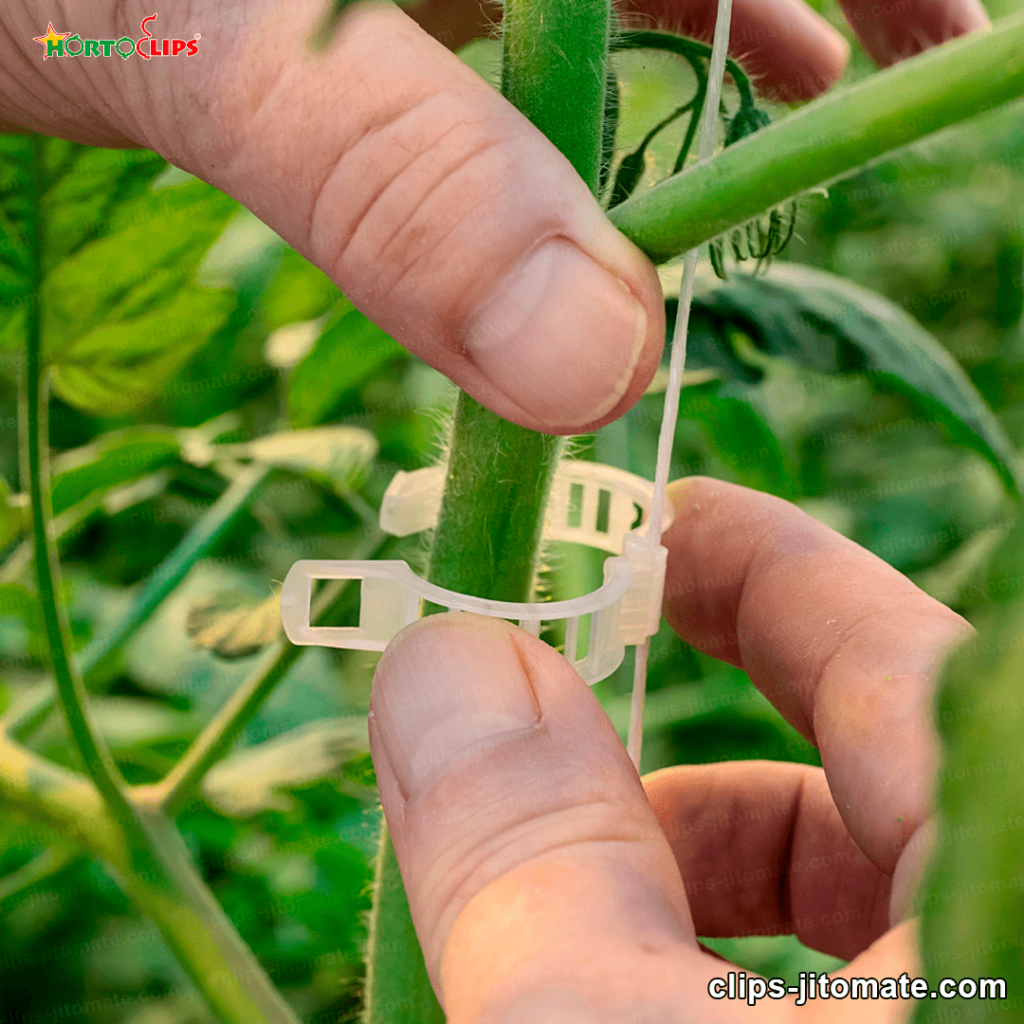 anillos de plástico para el tallo de la planta del tomate 