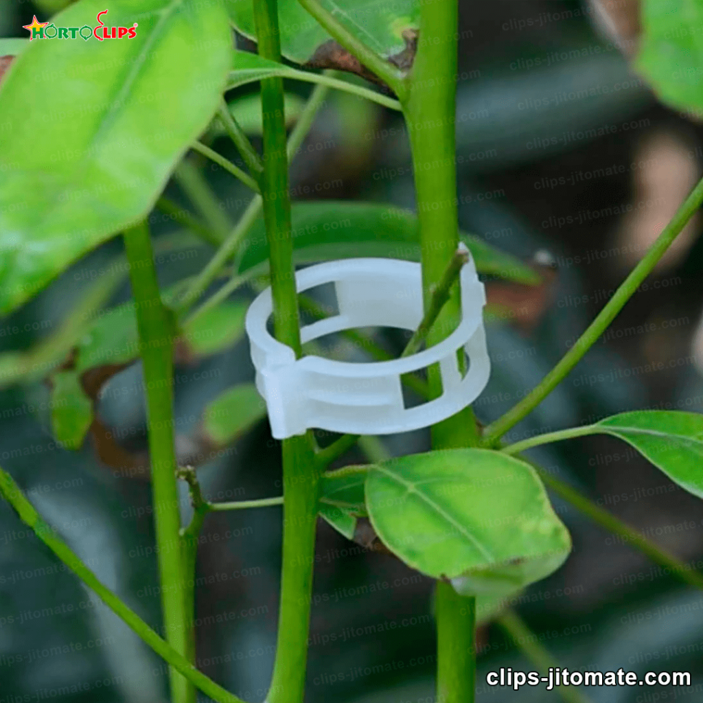 Anillos plásticos para el tallo de la planta del tomate 